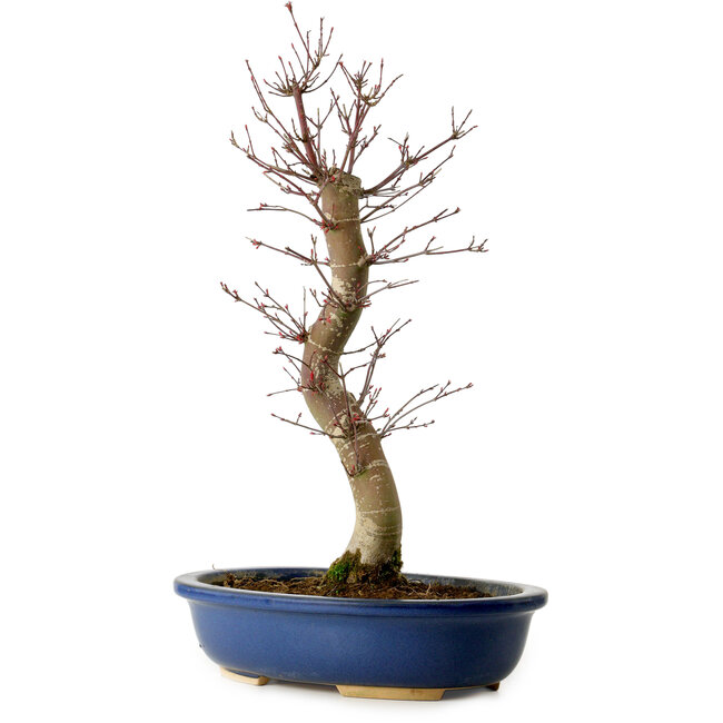 Acer palmatum Deshojo, 48 cm, ± 15 años, con un nebari de 9 cm