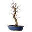 Acer palmatum Deshojo, 48 cm, ± 15 años, con un nebari de 9 cm