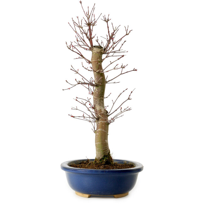 Acer palmatum Deshojo, 48 cm, ± 15 años, con un nebari de 9 cm