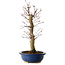 Acer palmatum Deshojo, 48 cm, ± 15 años, con un nebari de 9 cm