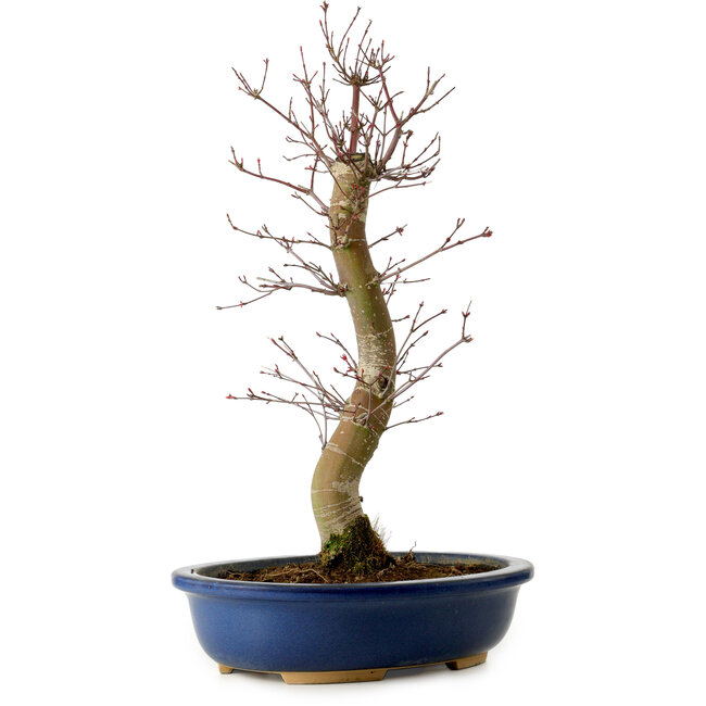 Acer palmatum Deshojo, 48 cm, ± 15 años, con un nebari de 9 cm