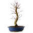 Acer palmatum Deshojo, 48 cm, ± 15 años, con un nebari de 9 cm