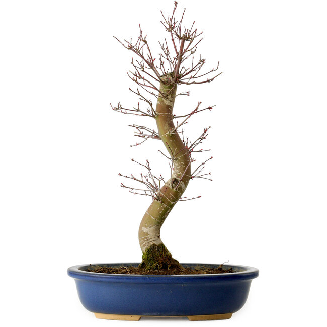 Acer palmatum Deshojo, 48 cm, ± 15 años, con un nebari de 9 cm