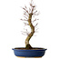 Acer palmatum Deshojo, 48 cm, ± 15 años, con un nebari de 9 cm
