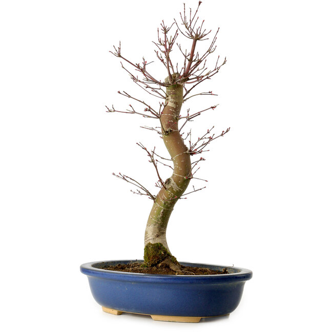 Acer palmatum Deshojo, 48 cm, ± 15 años, con un nebari de 9 cm