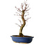 Acer palmatum Deshojo, 48 cm, ± 15 años, con un nebari de 9 cm