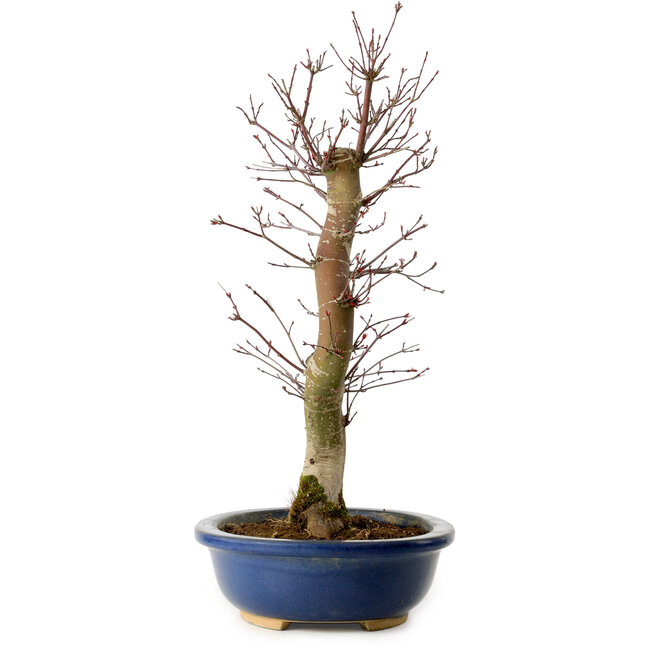 Acer palmatum Deshojo, 48 cm, ± 15 años, con un nebari de 9 cm