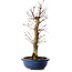 Acer palmatum Deshojo, 48 cm, ± 15 años, con un nebari de 9 cm