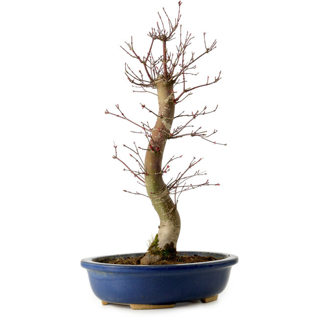 Acer palmatum Deshojo, 48 cm, ± 15 años, con un nebari de 9 cm