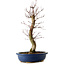 Acer palmatum Deshojo, 48 cm, ± 15 años, con un nebari de 9 cm