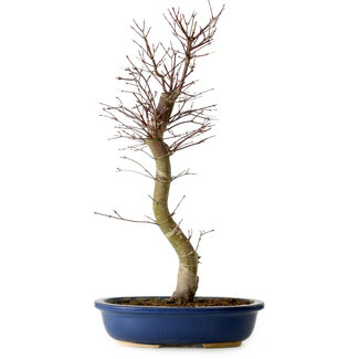 Acer palmatum Deshojo, 48 cm, ± 15 jaar oud