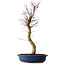 Acer palmatum Deshojo, 48 cm, ± 15 jaar oud, met een nebari van 9 cm