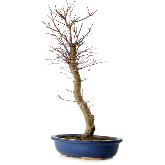 Acer palmatum Deshojo, 48 cm, ± 15 jaar oud, met een nebari van 9 cm