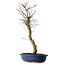 Acer palmatum Deshojo, 48 cm, ± 15 jaar oud, met een nebari van 9 cm