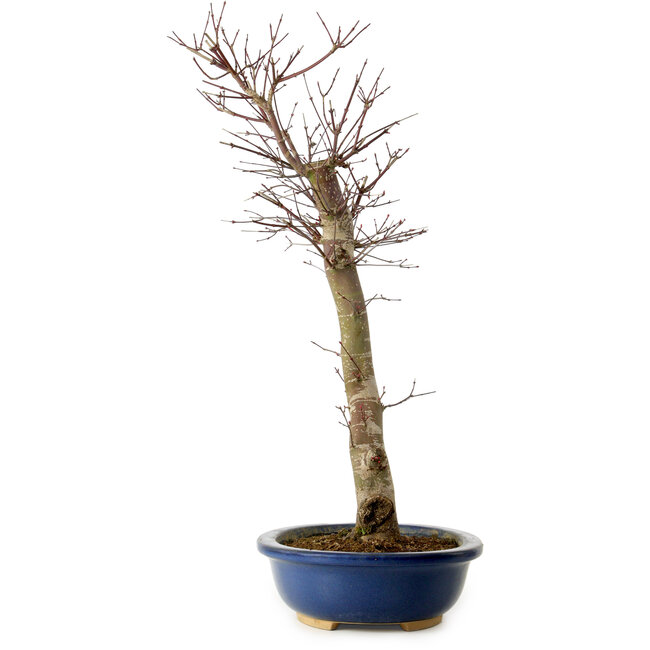 Acer palmatum Deshojo, 48 cm, ± 15 jaar oud, met een nebari van 9 cm