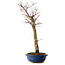 Acer palmatum Deshojo, 48 cm, ± 15 jaar oud, met een nebari van 9 cm