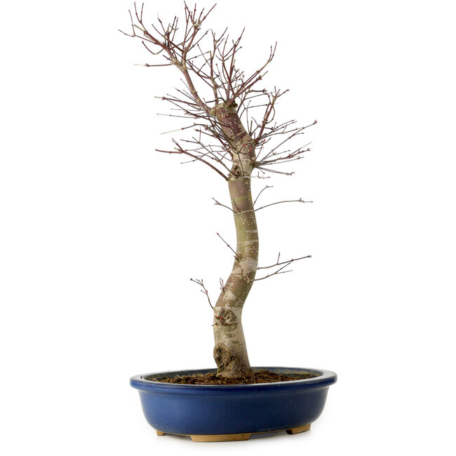 Acer palmatum Deshojo, 48 cm, ± 15 jaar oud, met een nebari van 9 cm