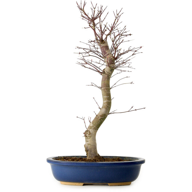 Acer palmatum Deshojo, 48 cm, ± 15 jaar oud, met een nebari van 9 cm