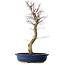 Acer palmatum Deshojo, 48 cm, ± 15 jaar oud, met een nebari van 9 cm