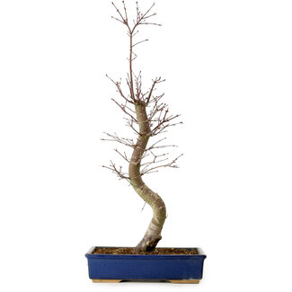 Acer palmatum Deshojo, 48 cm, ± 15 años