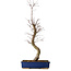 Acer palmatum Deshojo, 48 cm, ± 15 jaar oud, met een nebari van 9 cm