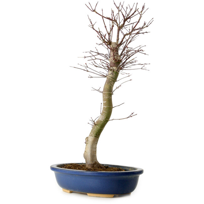 Acer palmatum Deshojo, 48 cm, ± 15 anni, con nebari di 9 cm