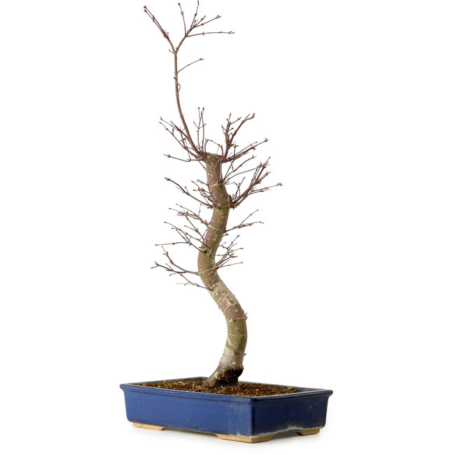 Acer palmatum Deshojo, 48 cm, ± 15 jaar oud, met een nebari van 9 cm
