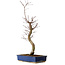 Acer palmatum Deshojo, 48 cm, ± 15 jaar oud, met een nebari van 9 cm