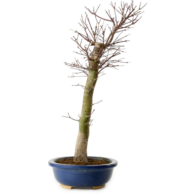 Acer palmatum Deshojo, 48 cm, ± 15 jaar oud, met een nebari van 9 cm