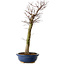 Acer palmatum Deshojo, 48 cm, ± 15 jaar oud, met een nebari van 9 cm