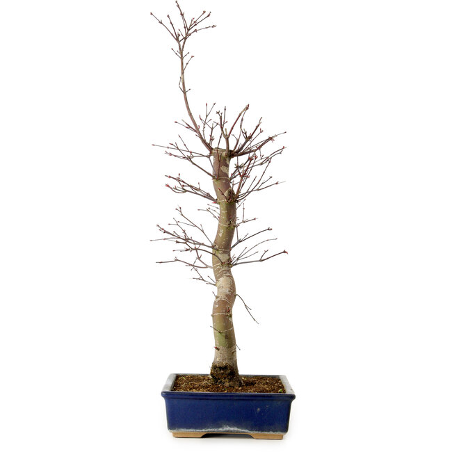 Acer palmatum Deshojo, 48 cm, ± 15 jaar oud, met een nebari van 9 cm