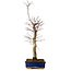 Acer palmatum Deshojo, 48 cm, ± 15 jaar oud, met een nebari van 9 cm