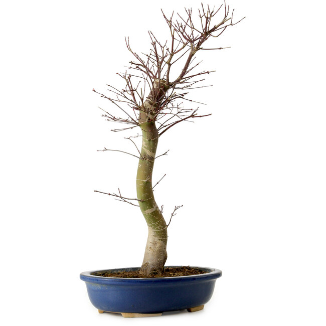 Acer palmatum Deshojo, 48 cm, ± 15 jaar oud, met een nebari van 9 cm