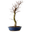 Acer palmatum Deshojo, 48 cm, ± 15 jaar oud, met een nebari van 9 cm