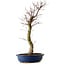 Acer palmatum Deshojo, 48 cm, ± 15 Jahre alt, mit einem Wurzelhals von 9 cm