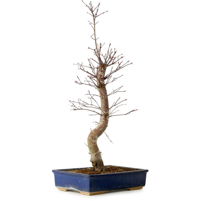 Acer palmatum Deshojo, 48 cm, ± 15 jaar oud, met een nebari van 9 cm