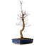 Acer palmatum Deshojo, 48 cm, ± 15 jaar oud, met een nebari van 9 cm