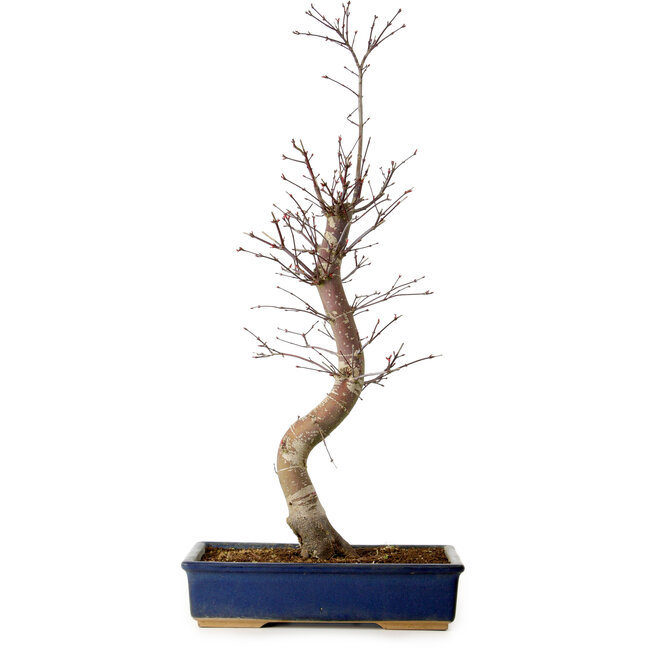 Acer palmatum Deshojo, 48 cm, ± 15 jaar oud, met een nebari van 9 cm
