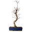 Acer palmatum Deshojo, 48 cm, ± 15 jaar oud, met een nebari van 9 cm