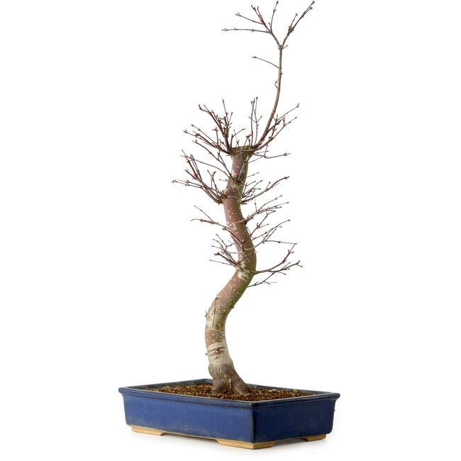 Acer palmatum Deshojo, 48 cm, ± 15 jaar oud, met een nebari van 9 cm