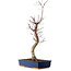 Acer palmatum Deshojo, 48 cm, ± 15 jaar oud, met een nebari van 9 cm