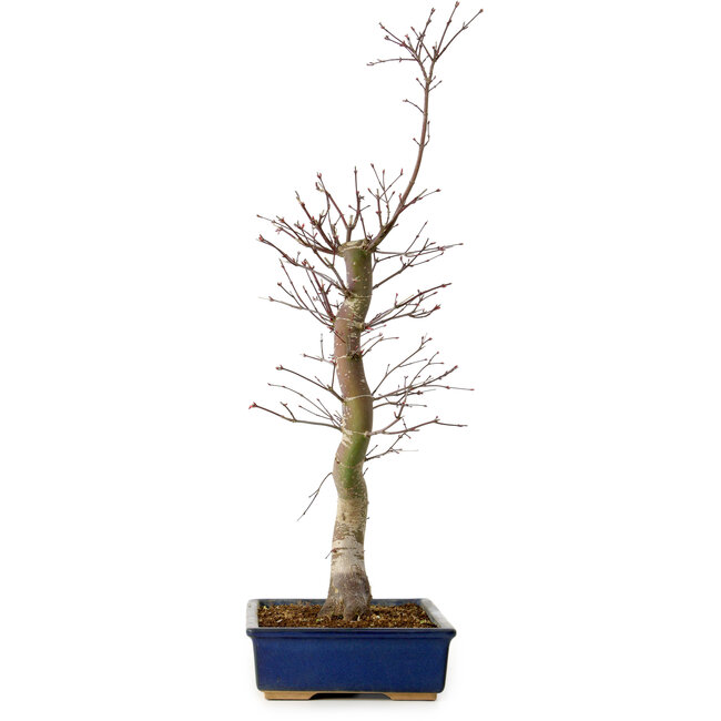 Acer palmatum Deshojo, 48 cm, ± 15 jaar oud, met een nebari van 9 cm