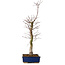 Acer palmatum Deshojo, 48 cm, ± 15 jaar oud, met een nebari van 9 cm