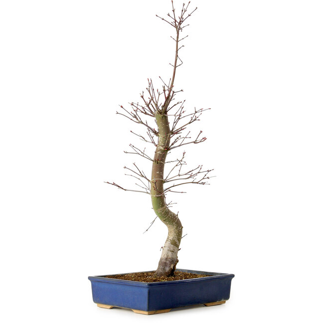 Acer palmatum Deshojo, 48 cm, ± 15 jaar oud, met een nebari van 9 cm