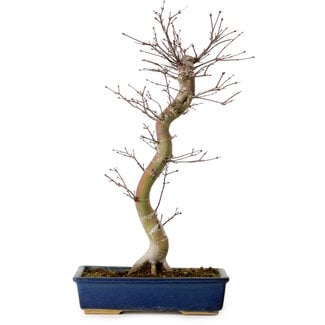 Acer palmatum Deshojo, 48 cm, ± 15 jaar oud