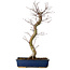 Acer palmatum Deshojo, 48 cm, ± 15 jaar oud, met een nebari van 9 cm