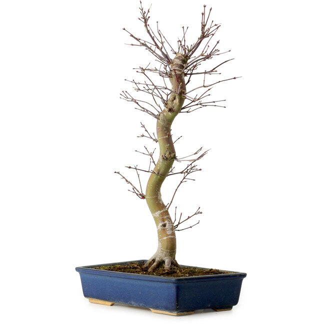 Acer palmatum Deshojo, 48 cm, ± 15 jaar oud, met een nebari van 9 cm