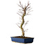 Acer palmatum Deshojo, 48 cm, ± 15 years old, with a nebari of 9 cm