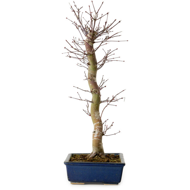 Acer palmatum Deshojo, 48 cm, ± 15 años, con un nebari de 9 cm