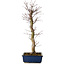 Acer palmatum Deshojo, 48 cm, ± 15 años, con un nebari de 9 cm